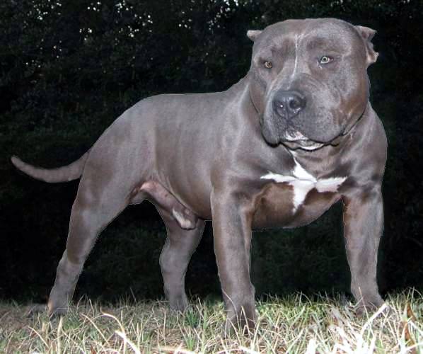 puppy pride kennel southern pride pit bull kennels boarding lyons puppy pride kennel southern pride pit bull kennels boarding lyons